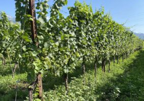 02 2023 - 7 lugl 16 Trentino alto adige