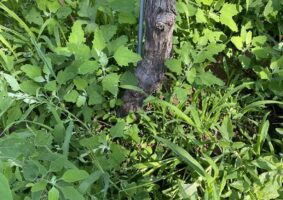 03 2023 - 7 lugl 16 Trentino alto adige