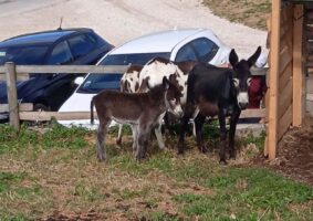 04 2022 - 07 lugl 30 veneto